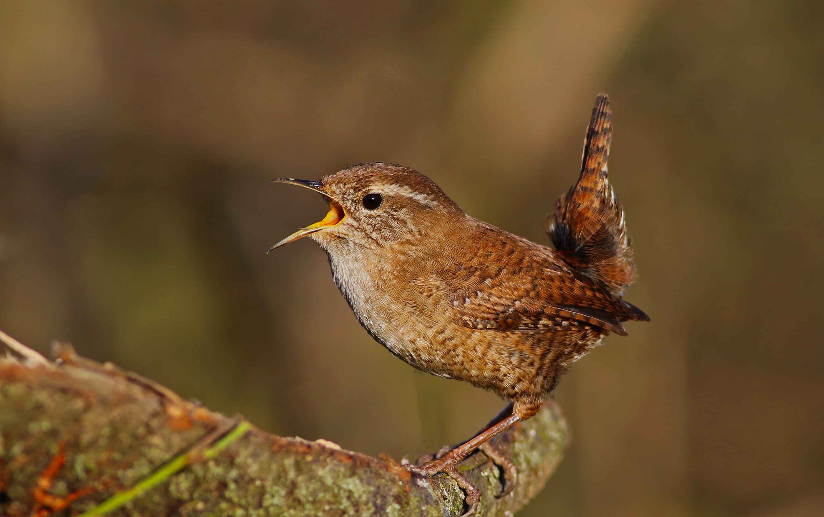 Eurasian Wren
